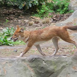 Chinese Dhole (Cuon alpinus lepturus)