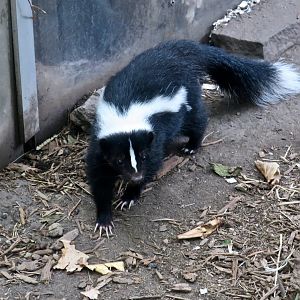 Striped Skunk (Mephitis mephitis)