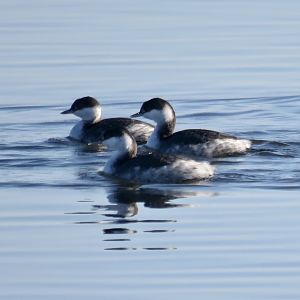 Horned Grebe