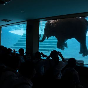 Asian elephant (Elephas maximu) swimming