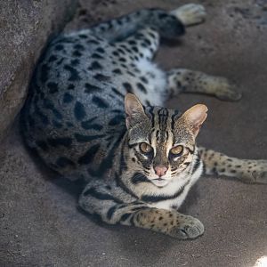 leopard cat (Prionailurus bengalensis)