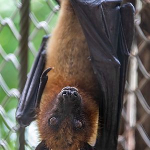 Lyle's flying fox (Pteropus lylei )