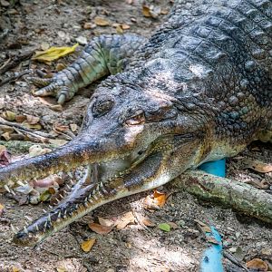 false gharial (Tomistoma schlegelii)