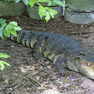 The Siamese crocodile (Crocodylus siamensis)