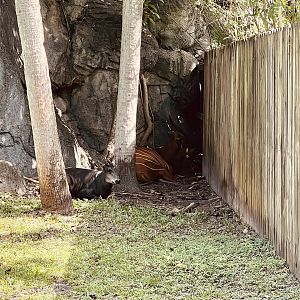 Yellow-backed Duiker and Eastern Bongo