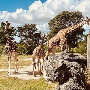 Giraffe feeding station