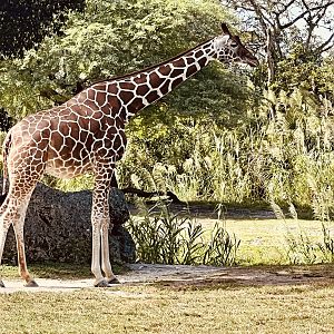 Giraffe