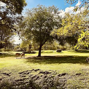 Greater Kudu and Addra Gazelle Exhibit