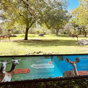 Addra Gazelle and Greater Kudu Exhibit