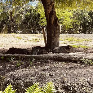 Chacoan Peccary Exhibit