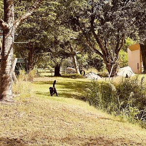 Black-handed Spider Monkey