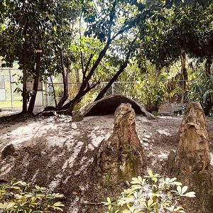 Giant Anteater Exhibit