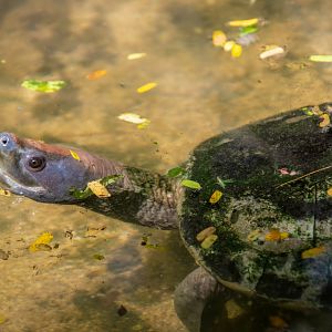 Painted terrapin (Batagur borneoensis)