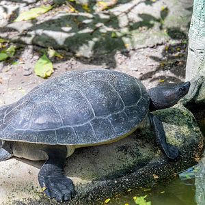 southern river terrapin (Batagur affinis)