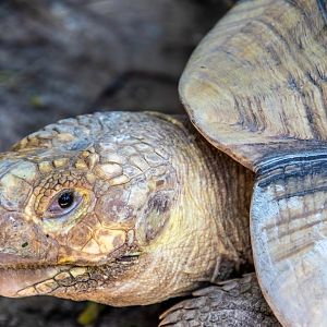 African spurred tortoise (Centrochelys sulcata)