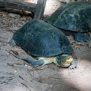 yellow-headed temple turtle (Heosemys annandalii)