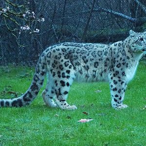 Snow leopard (Panthera uncia), 2022-01-02