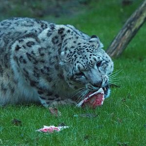 Snow leopard (Panthera uncia), 2022-01-02