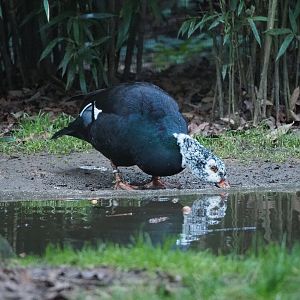 Asian White-winged wood duck (Asarcornis scutulata), 2022-01-02