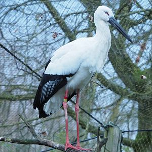Oriental white stork (Ciconia boyciana), 2022-01-02