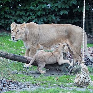 Asiatic lioness with cub (Panthera leo persica), 2022-01-02