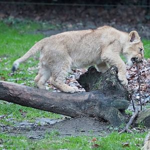 Asiatic lion cub (Panthera leo persica), 2022-01-02
