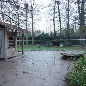 Asiatic lion viewing area, 2022-01-02