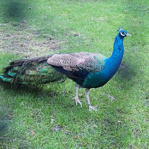 Blue peafowl (Pavo cristatus), 2022-01-02