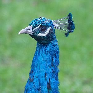 Blue peafowl (Pavo cristatus), 2022-01-02