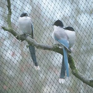 Asian azure-winged magpies (Cyanopica cyanus), 2022-01-02