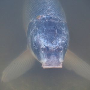 Koi (Cyprinus rubrofuscus), 2022-01-02