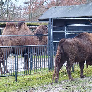 Bactrian camel (Camelus bactrianus) and Wisent (Bison bonasus), 2022-01-02