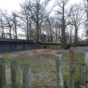 Wisent paddock, 2022-01-02
