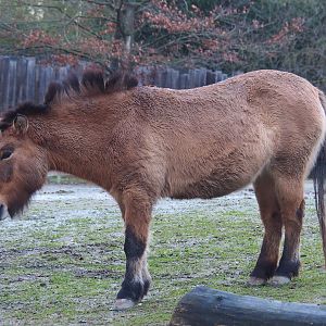 Przewalski's horse (Equus ferus przewalskii), 2022-01-02
