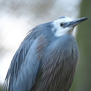 White-faced heron (Egretta novaehollandiae), 2022-01-02
