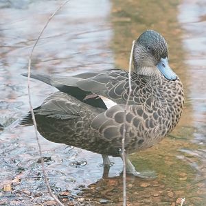 Female chestnut teal (Anas castanea), 2022-01-02