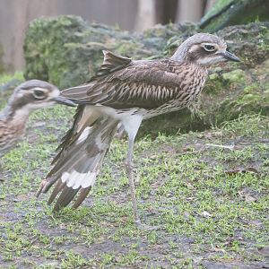 Bush stone-curlew (Burhinus grallarius), 2022-01-02