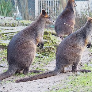 Swamp wallabies (Wallabia bicolor), 2022-01-02