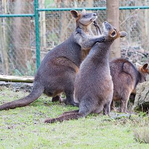 Argument between Swamp wallabies (Wallabia bicolor), 2022-01-02