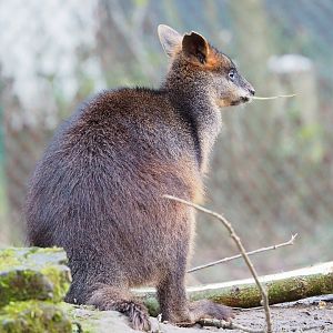 Swamp wallaby (Wallabia bicolor), 2022-01-02