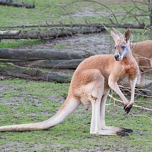 Red kangaroo (Osphranter rufus), 2022-01-02