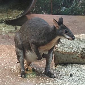 Dusky pademelon (Thylogale brunii), 2022-01-02