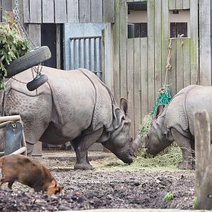 Indian rhinoceroses (Rhinoceros unicornis) Karamat and Vaiana, 2022-01-02