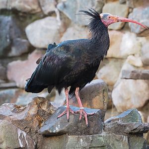 Waldrapp (Geronticus eremita), 2022-01-02