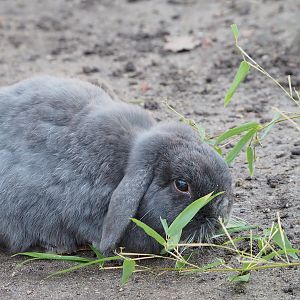 Lop-eared domestic dwarf rabbit (Oryctolagus cuniculus domesticus), 2022-01-02