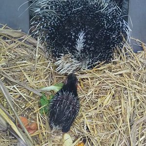 Cape porcupine pup (Hystrix africaeaustralis), 2022-01-02