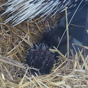 Cape porcupine pup (Hystrix africaeaustralis), 2022-01-02