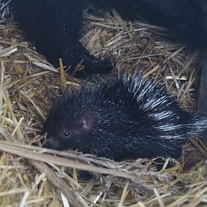 Cape porcupine pup (Hystrix africaeaustralis), 2022-01-02