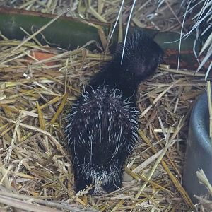 Cape porcupine pup (Hystrix africaeaustralis), 2022-01-02