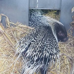 Cape porcupine (Hystrix africaeaustralis), 2022-01-02